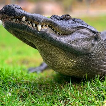 Crocodile on green grass during daytime