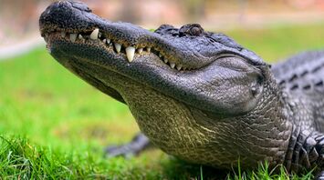 Crocodile on green grass during daytime