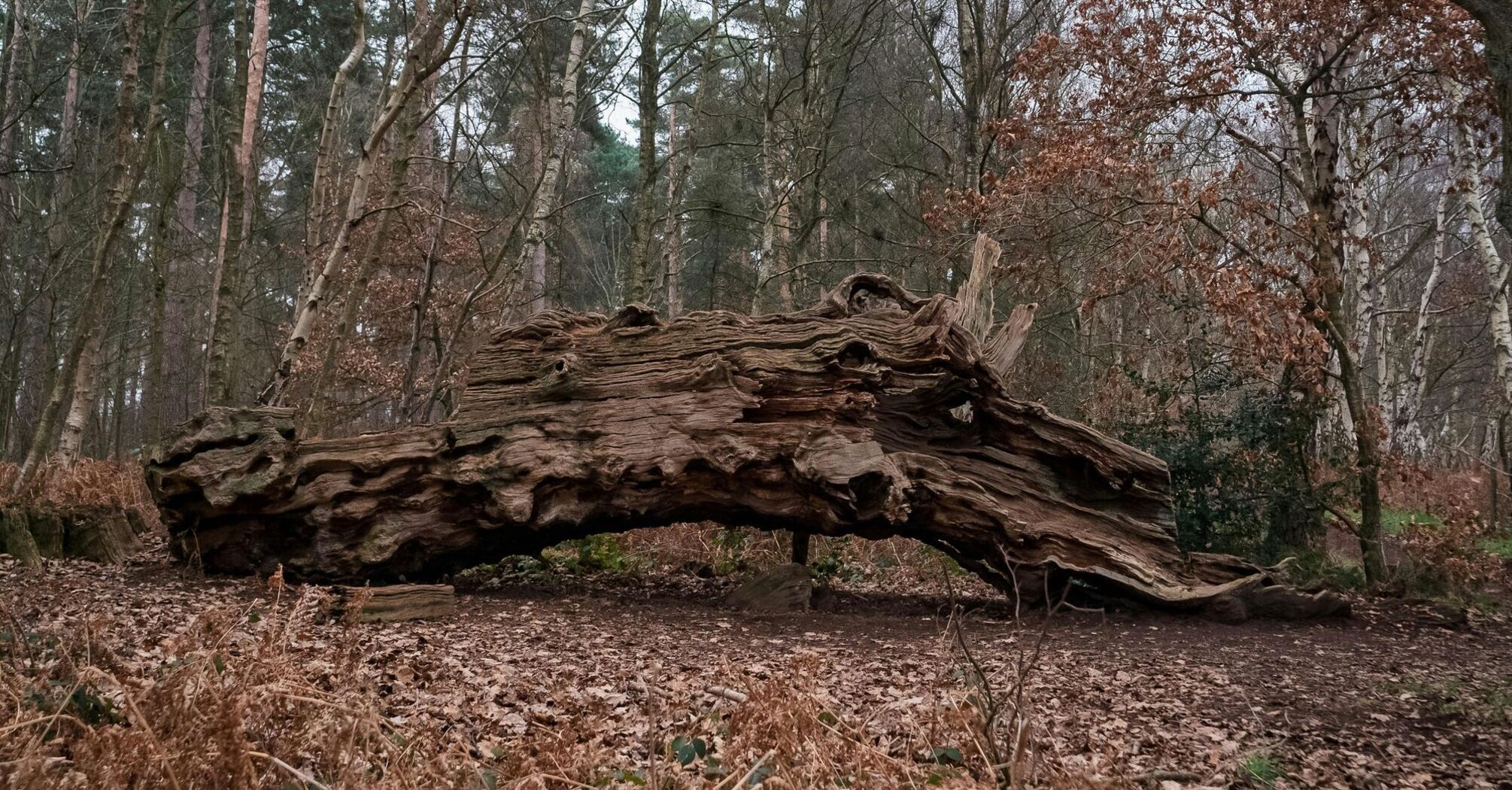 A fallen tree in the middle of a forest