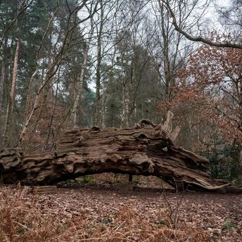 A fallen tree in the middle of a forest