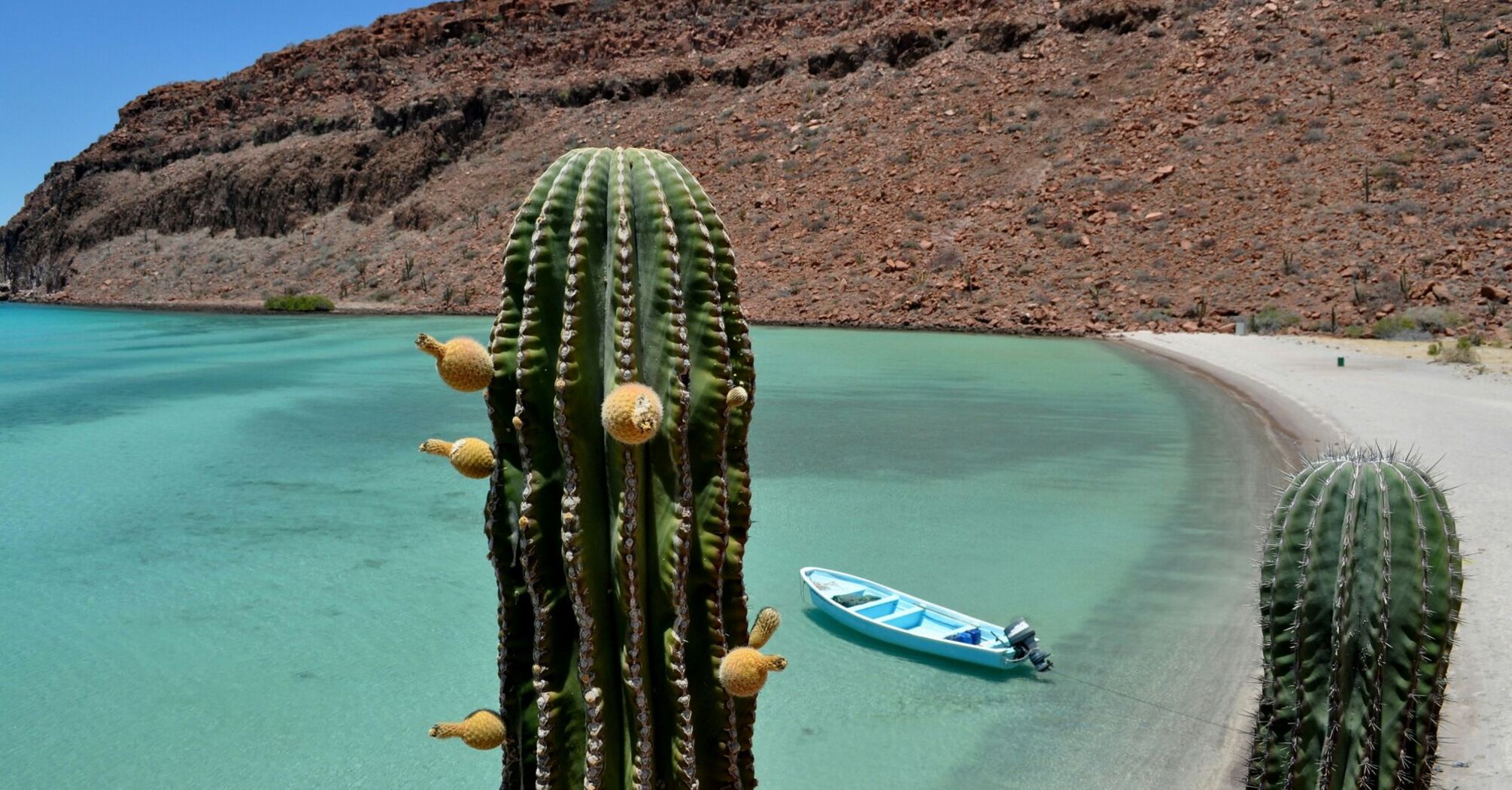 Green cactus near body of water during daytime