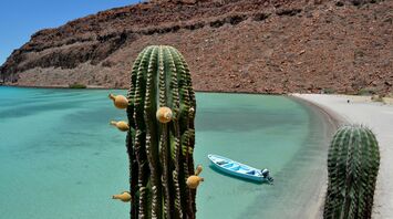 Green cactus near body of water during daytime