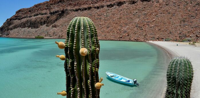 Green cactus near body of water during daytime