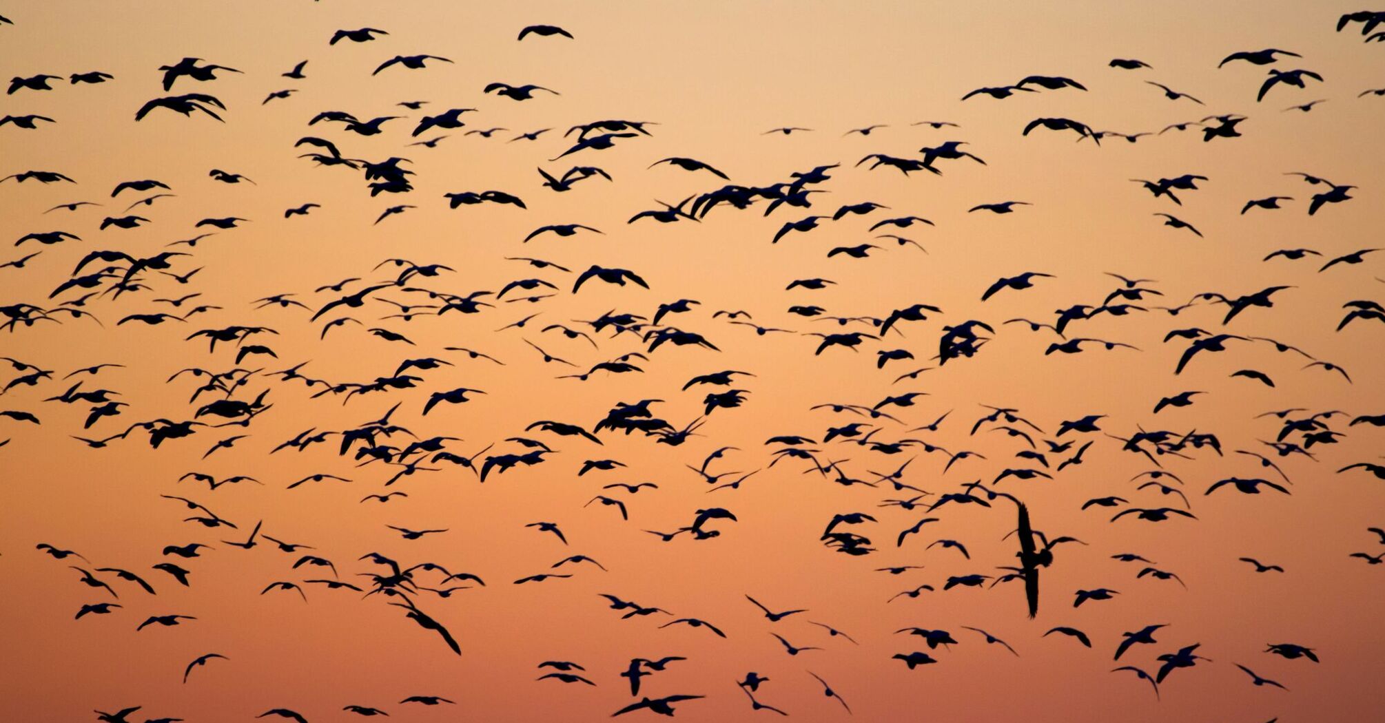 A flock of birds silhouetted against a vibrant orange sky at dusk