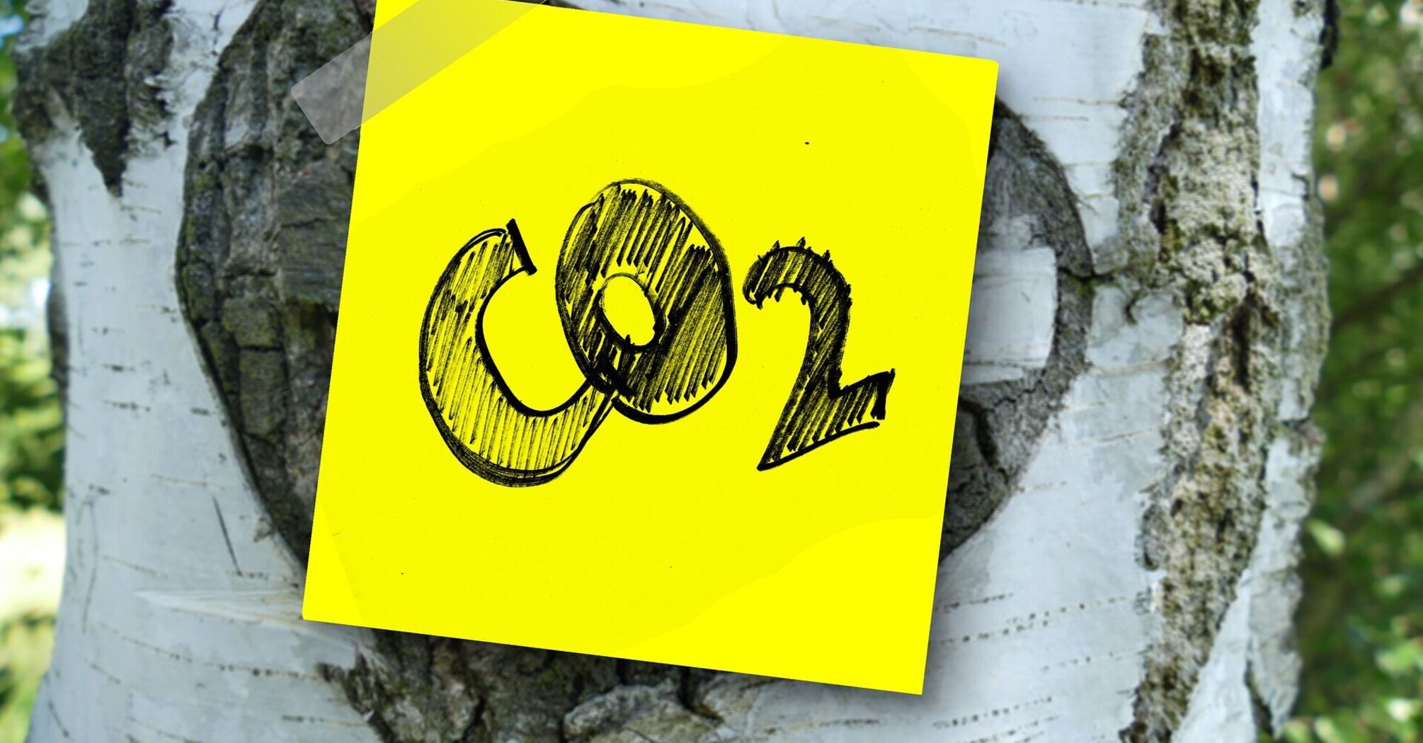 Sticky note with 'CO2' sketch attached to a birch tree