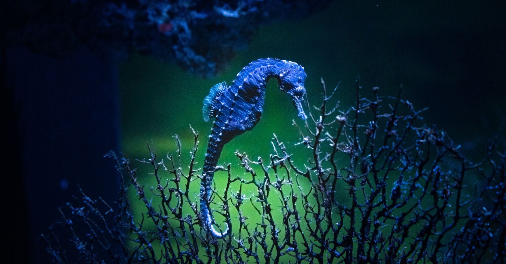 A seahorse clinging to coral in blue ocean water