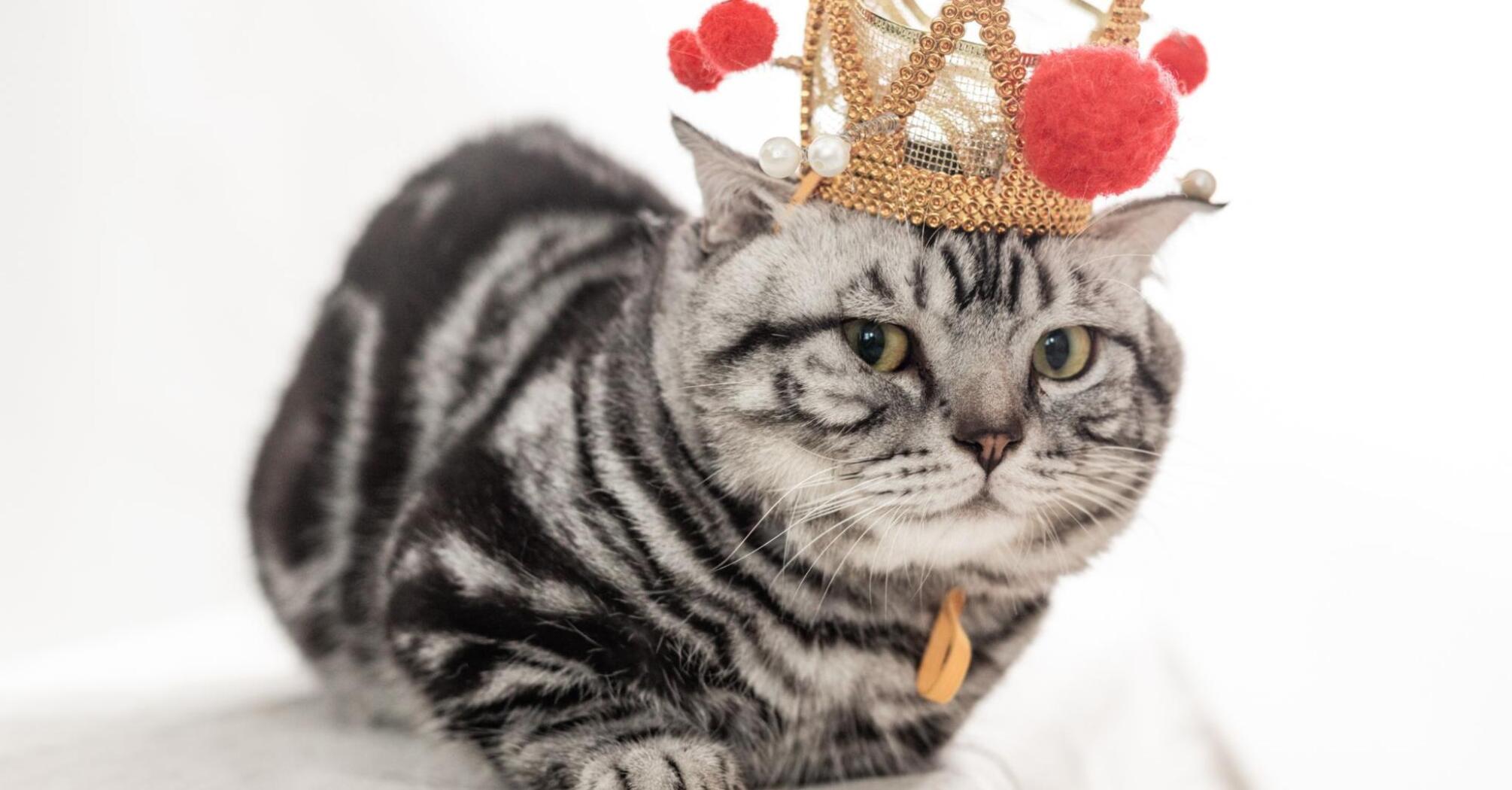 Beautiful cat with a crown on his head