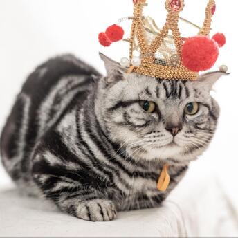 Beautiful cat with a crown on his head