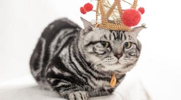 Beautiful cat with a crown on his head