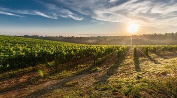 World's Best Vineyards