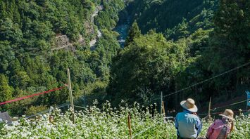A couple of people sitting on top of a lush green hillside