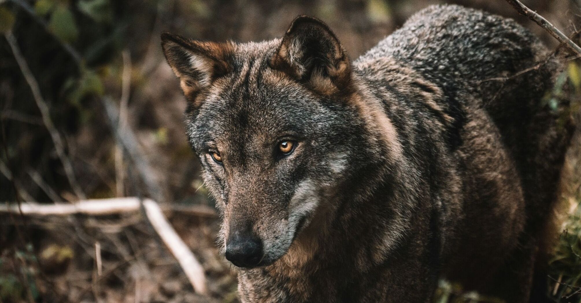 Brown and black wolf standing on brown soil during daytime
