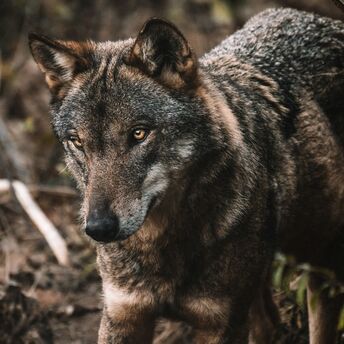 Brown and black wolf standing on brown soil during daytime