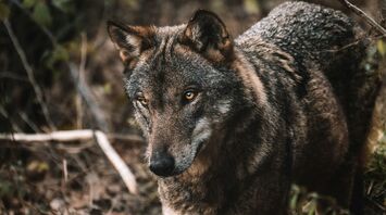 Brown and black wolf standing on brown soil during daytime