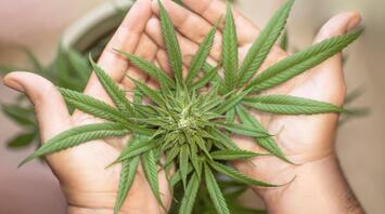 Man holds cannabis leaves in his hands