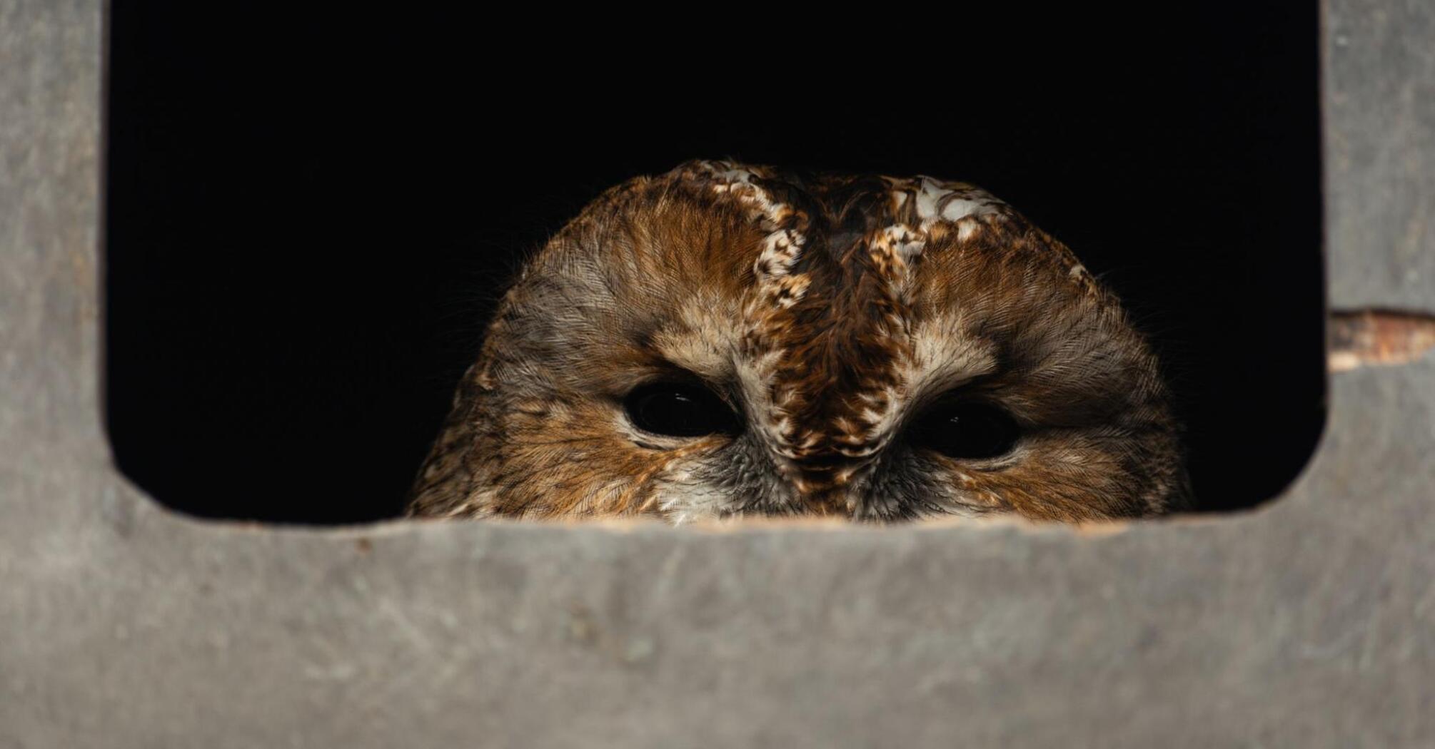 Small brown owl peeks out of its hollow
