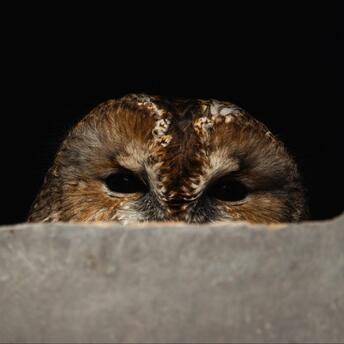 Small brown owl peeks out of its hollow
