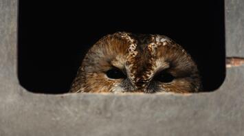 Small brown owl peeks out of its hollow