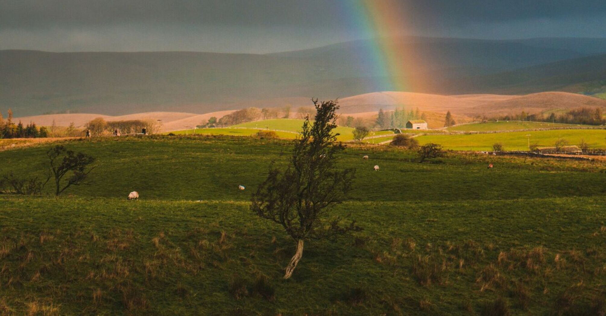 A vibrant rainbow arches over a lush green field with grazing sheep in the Yorkshire Dales, under a stormy sky