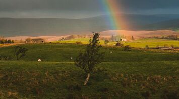 A vibrant rainbow arches over a lush green field with grazing sheep in the Yorkshire Dales, under a stormy sky