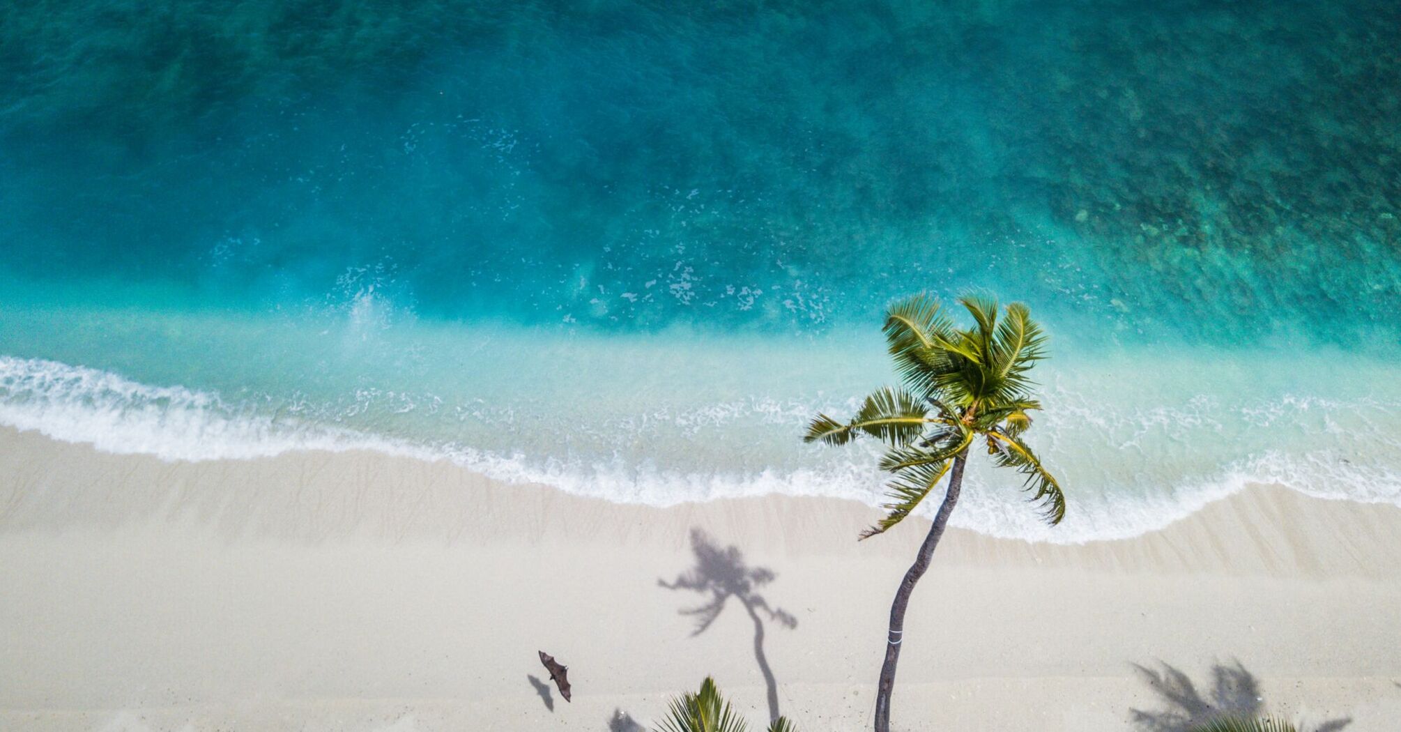 Aerial nature photography of green palms on seashore during daytime