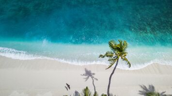 Aerial nature photography of green palms on seashore during daytime