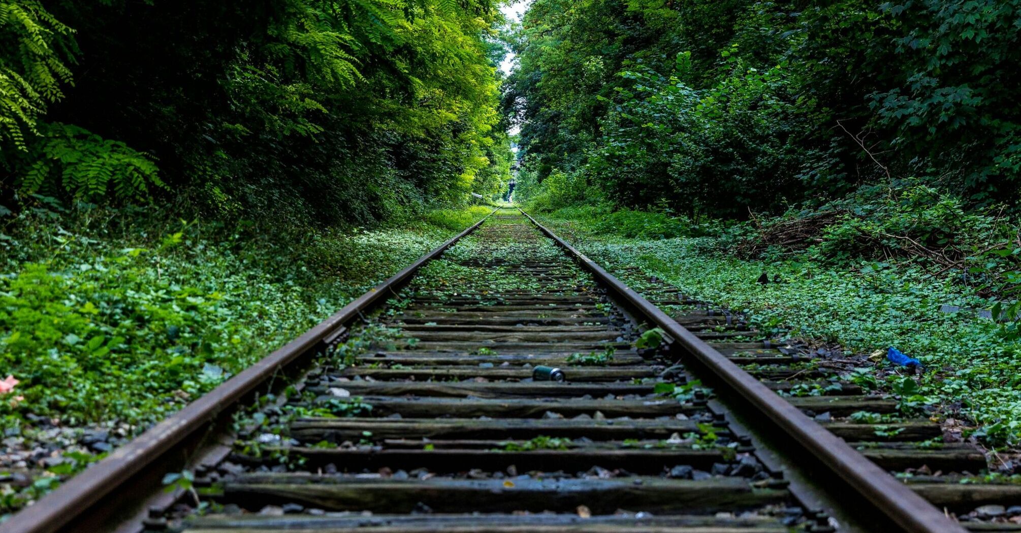 Railroad tracks running through a densely forested area