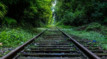 Railroad tracks running through a densely forested area