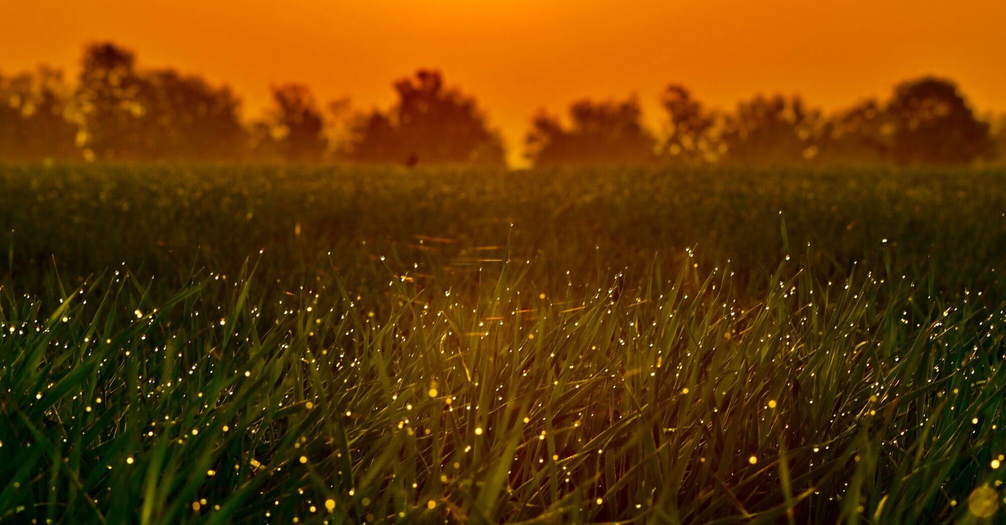 Green grass field full of fireflies during sunset