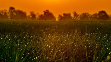 Green grass field full of fireflies during sunset