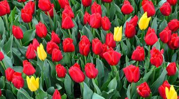 A field of red and yellow tulips