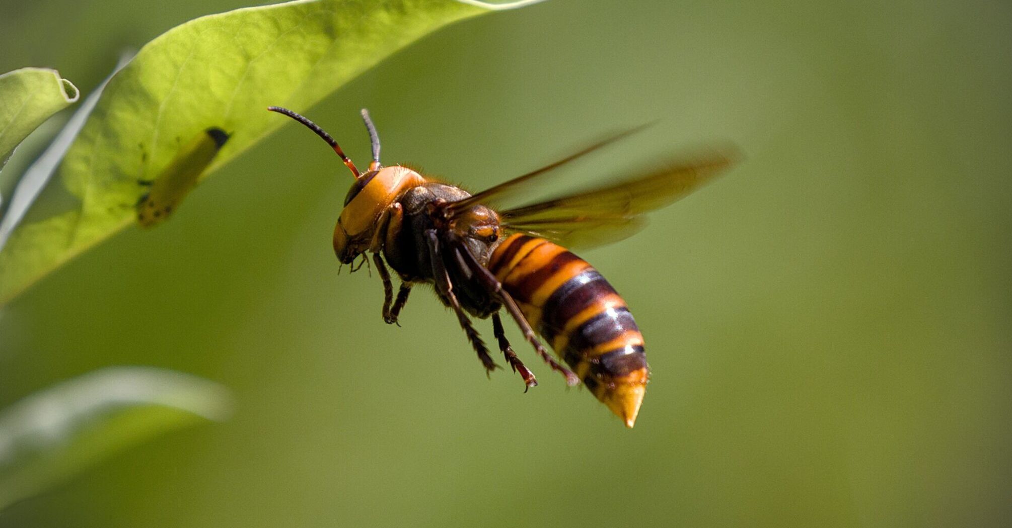Asian hornet flying near a green leaf