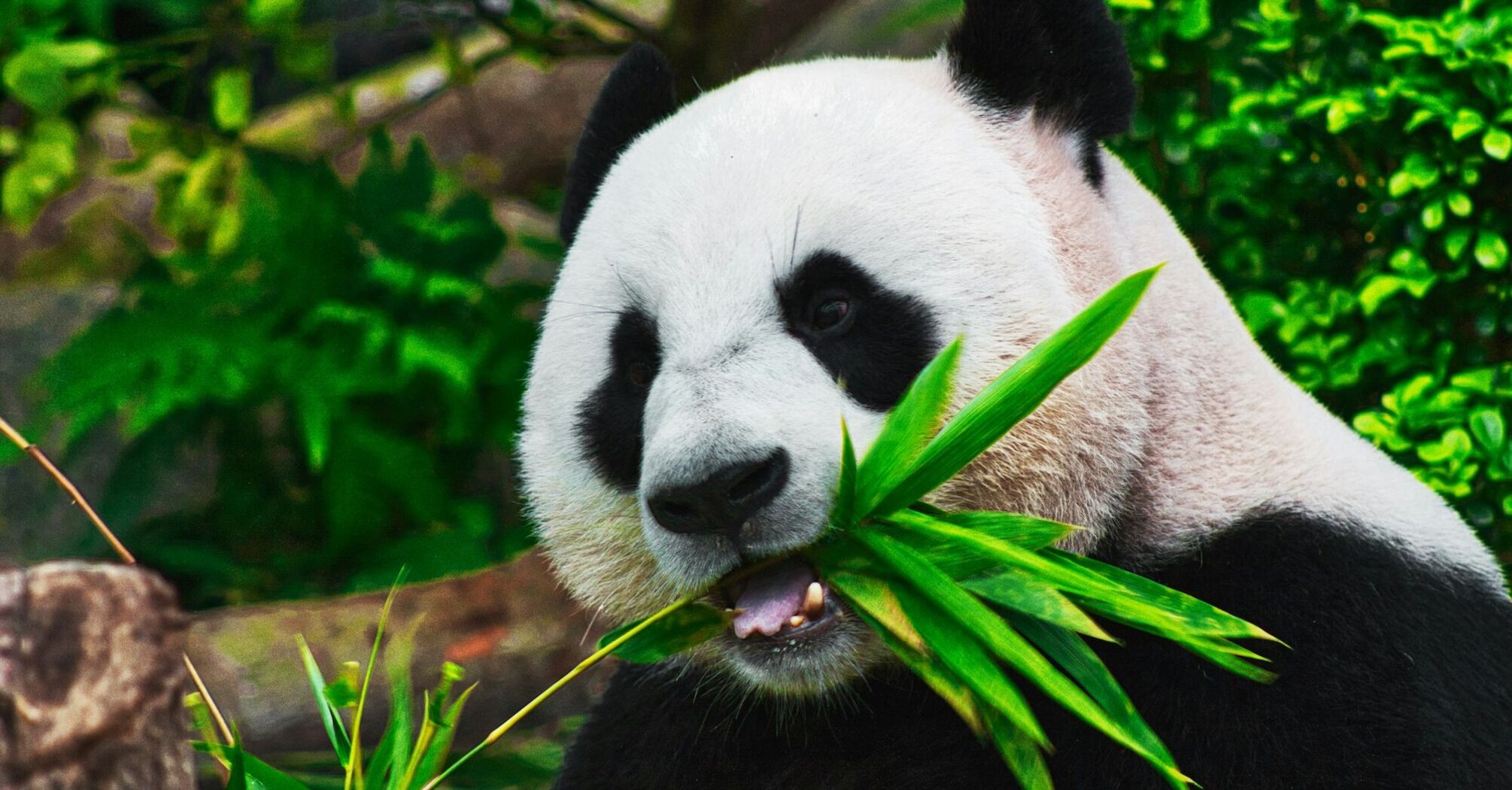 Baby panda eating bamboo leaves