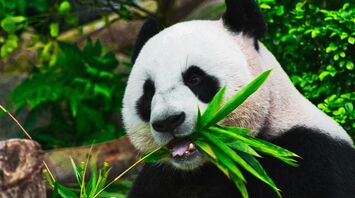 Baby panda eating bamboo leaves