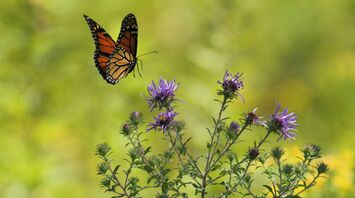 Butterfly hovering near purple flowers in a green field