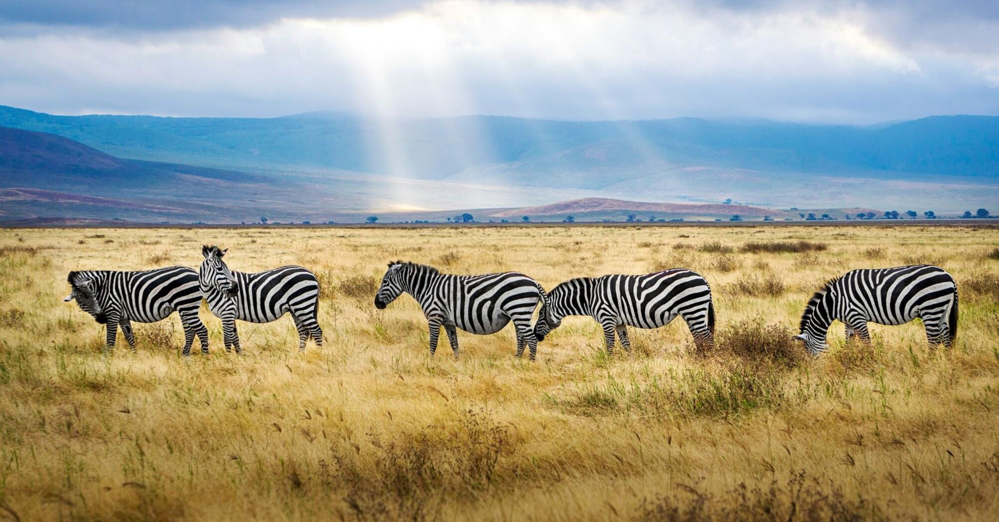 Zebras grazing on the plains under a cloudy sky in Tanzania