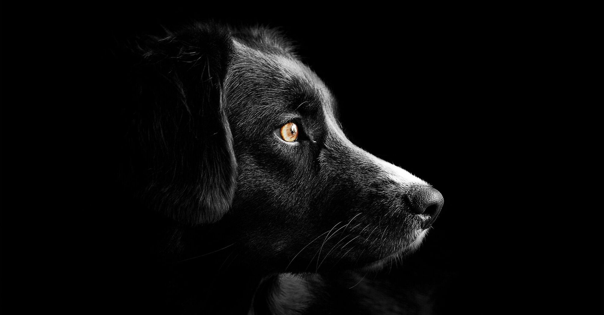 Close-up of a black dog's face with a focused expression
