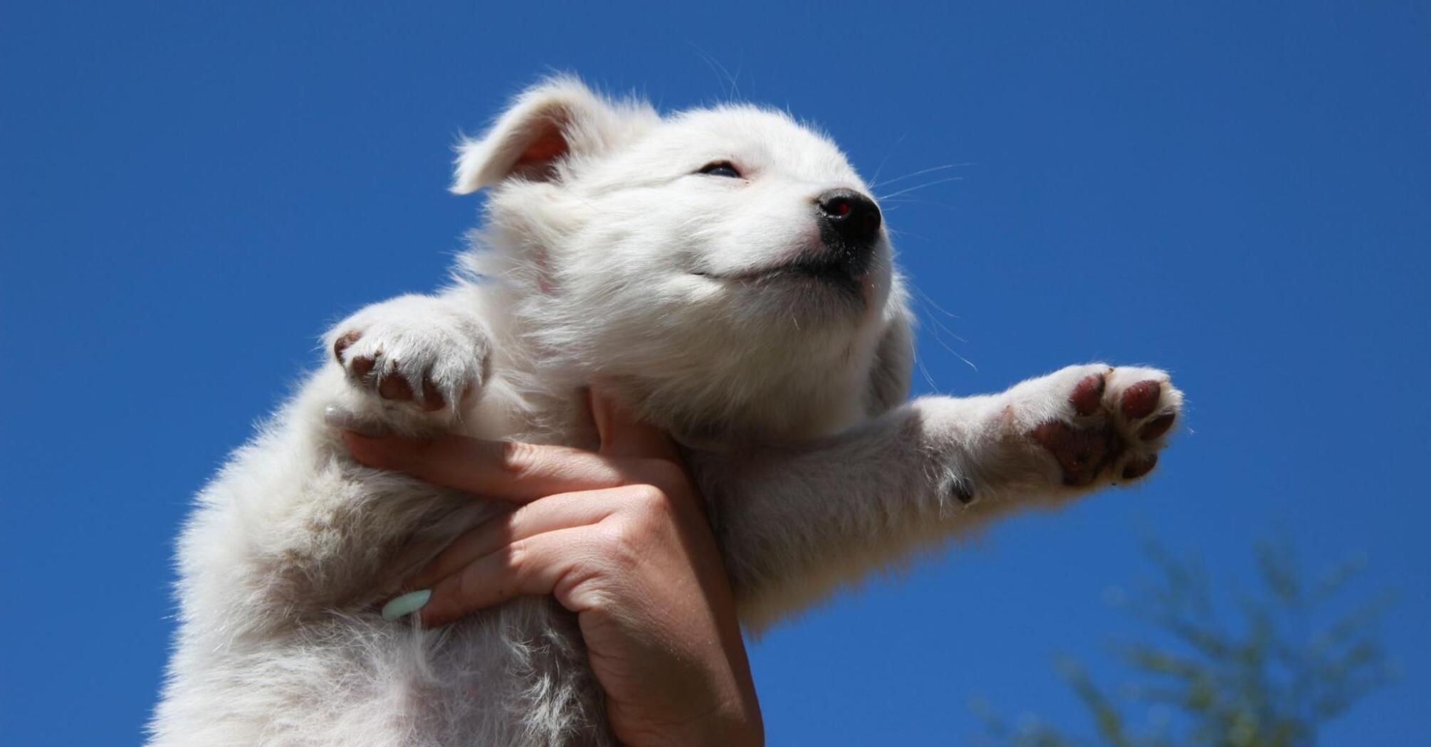 White puppy exploring the sky