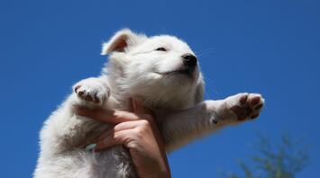 White puppy exploring the sky