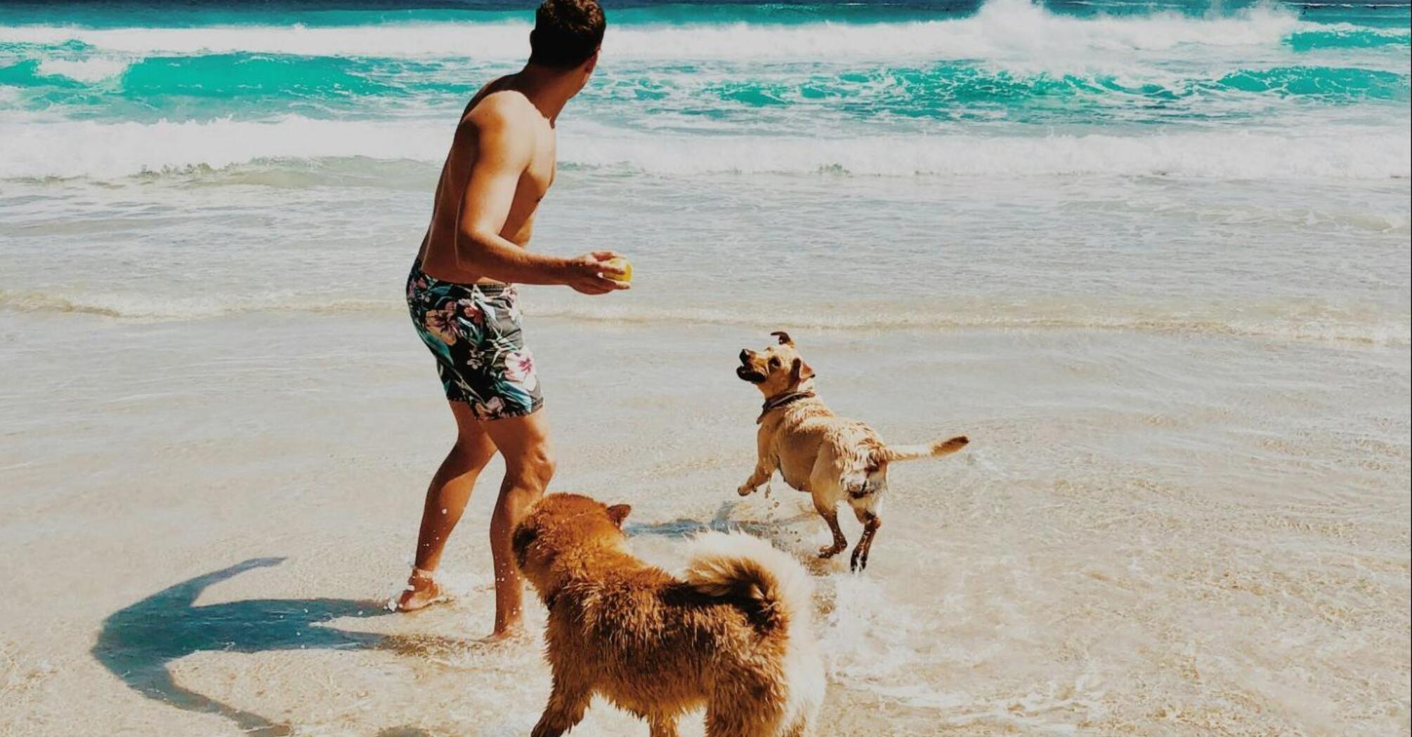 Man playing with the dogs on the beach
