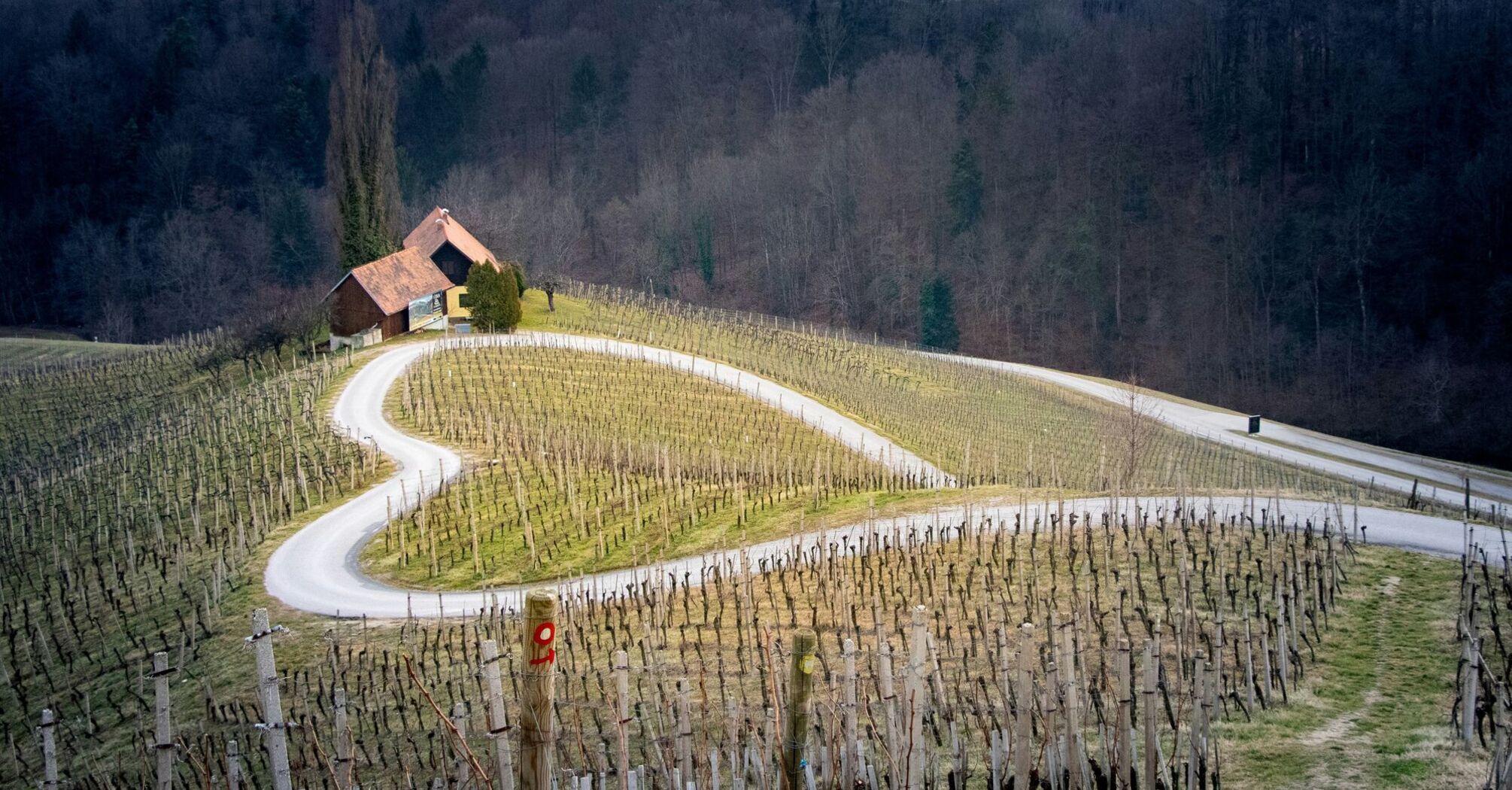 A heart shaped road surrounded by vineyard in Špičnik Slovenia