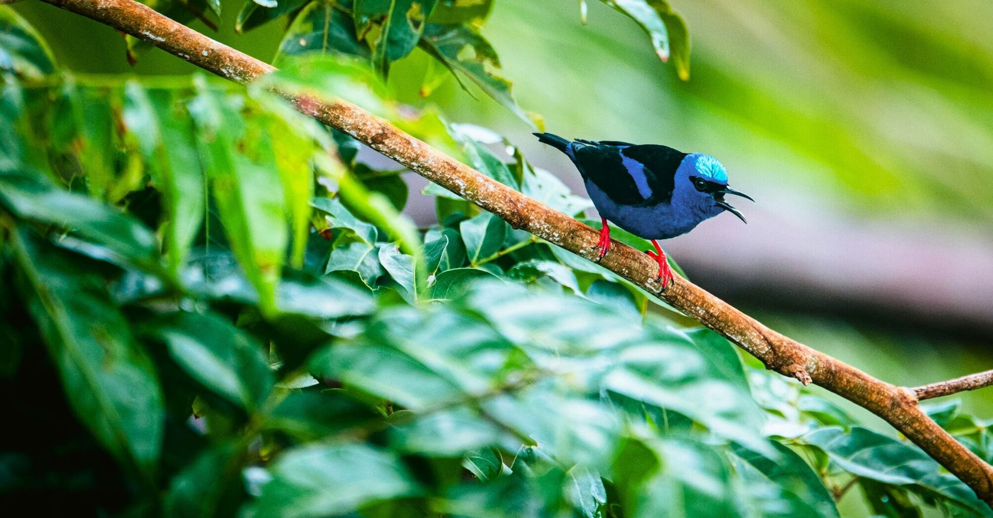 Blue bird perched on a branch