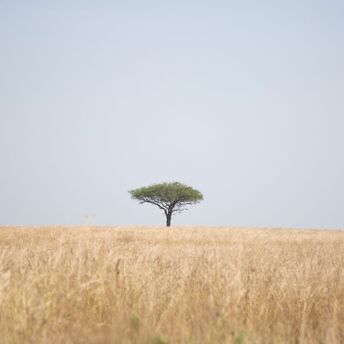 Tree beside field of grass