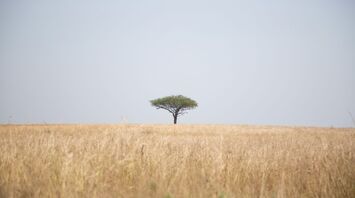 Tree beside field of grass