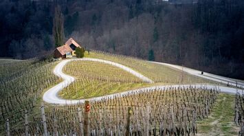 A heart shaped road surrounded by vineyard in Špičnik Slovenia
