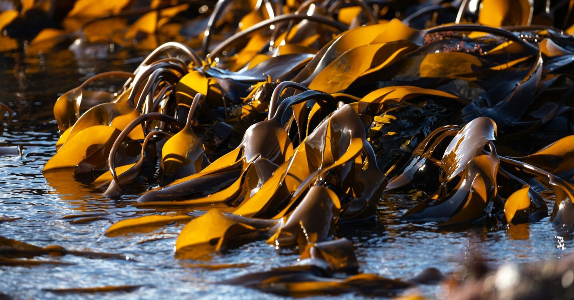 Sunlit kelp forest in shallow coastal waters, highlighting the smooth, undulating fronds of golden brown seaweed