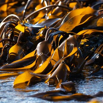 Sunlit kelp forest in shallow coastal waters, highlighting the smooth, undulating fronds of golden brown seaweed