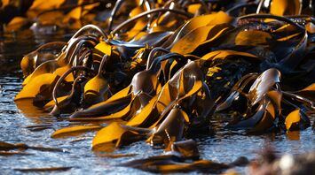 Sunlit kelp forest in shallow coastal waters, highlighting the smooth, undulating fronds of golden brown seaweed