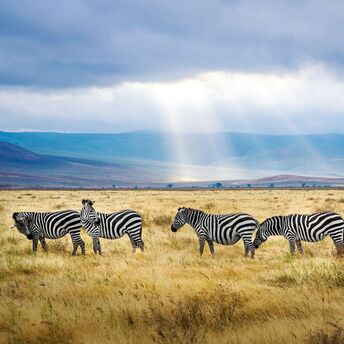 Zebras grazing on the vast plains of Tanzania under a cloudy sky