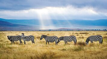 Zebras grazing on the vast plains of Tanzania under a cloudy sky